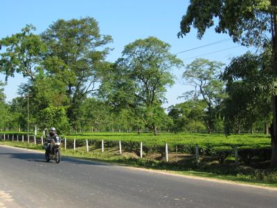 riding past more tea estates