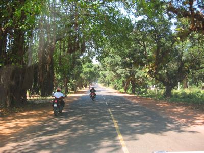 banyan shade banyan shade
