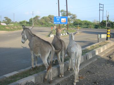 3 sore asses on Bharat Parikrama