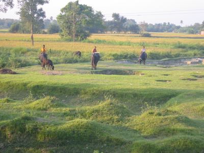 at play in the fields of Bihar