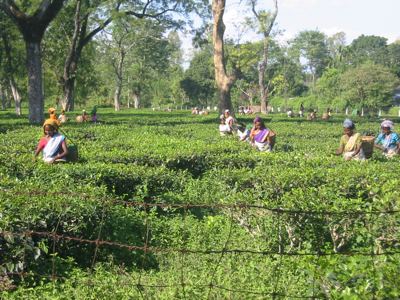 picking tea leaves