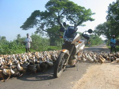 duck crossing